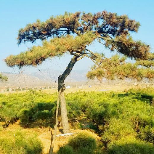 山東造型松樹價格怎么樣，山東造型松基地就看秀景園林